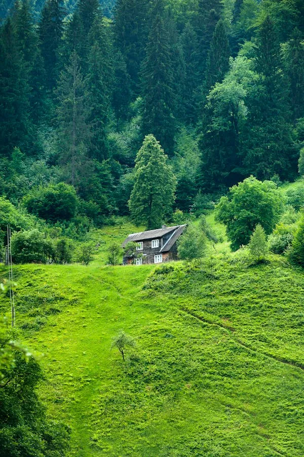 莱特吉诺比利